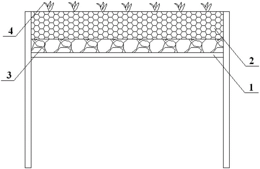 Method for planting dendrobium candidum by adopting hydrophilic polyurethane foam