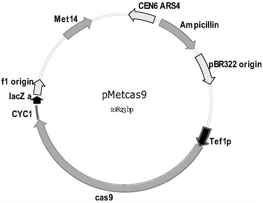 CRISPR/Cas9-mediated large DNA fragment assembling method