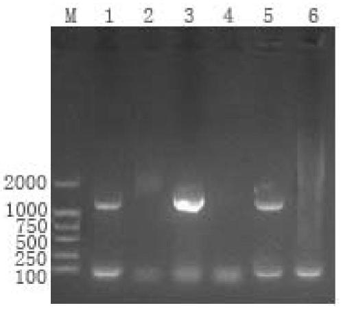 Bacteriophage Genome DNA Extraction Kit and Method