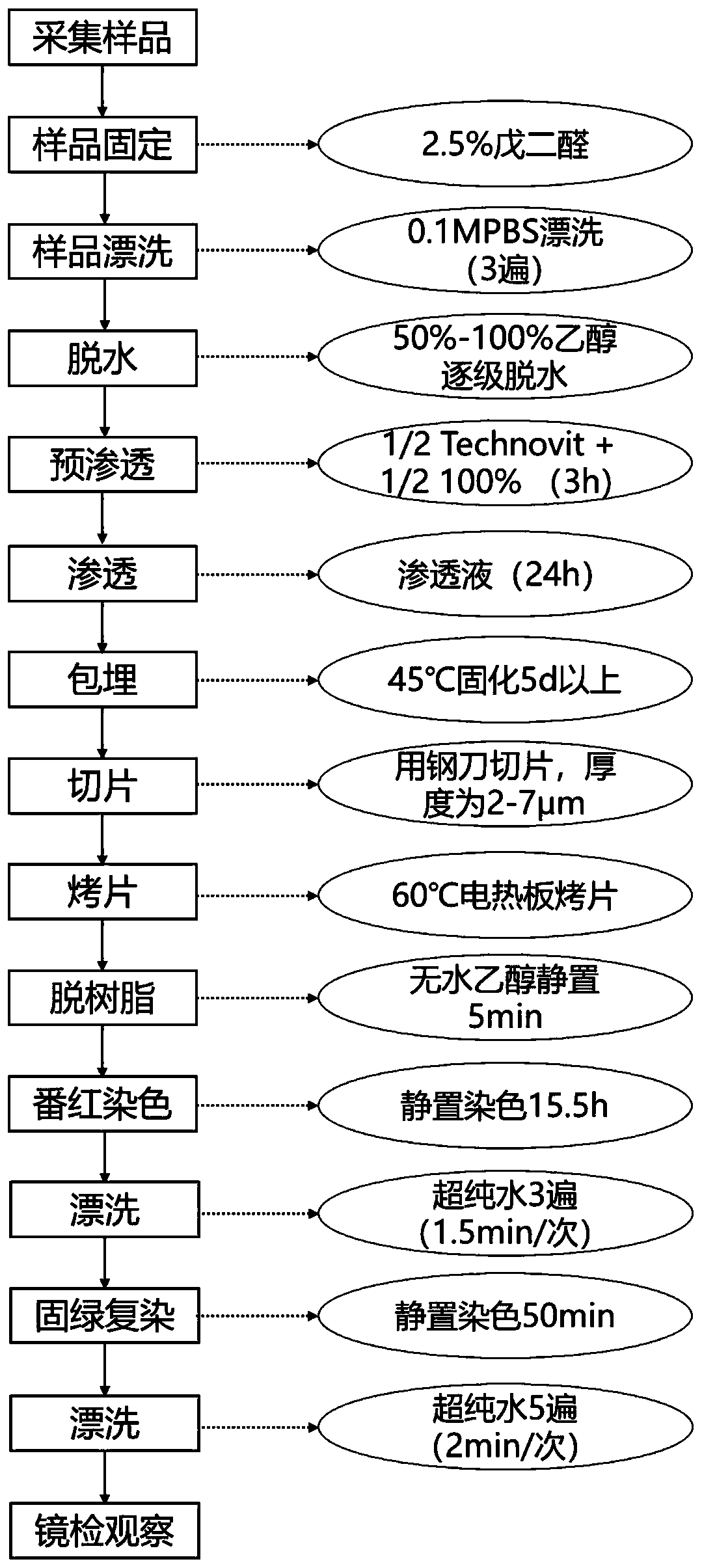 Manufacturing method of plant tissue semi-thin section