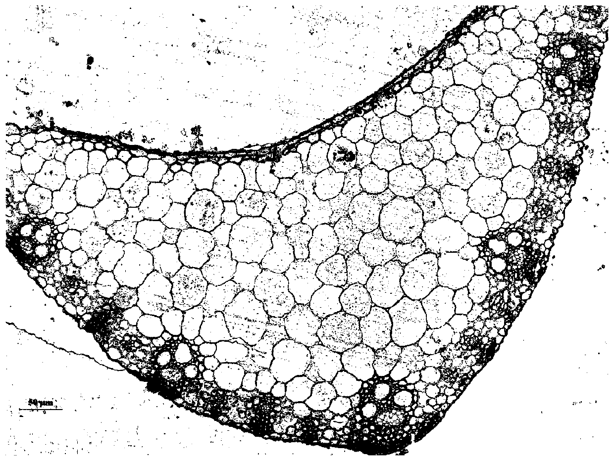 Manufacturing method of plant tissue semi-thin section