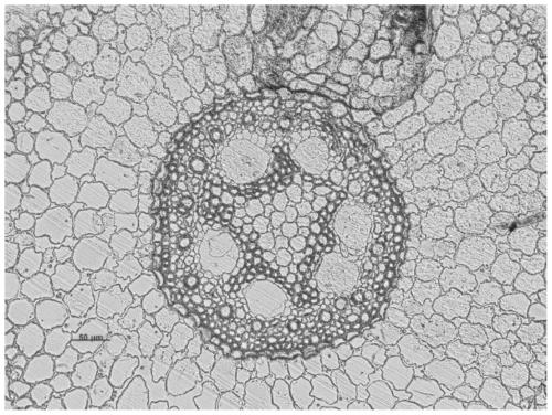 Manufacturing method of plant tissue semi-thin section