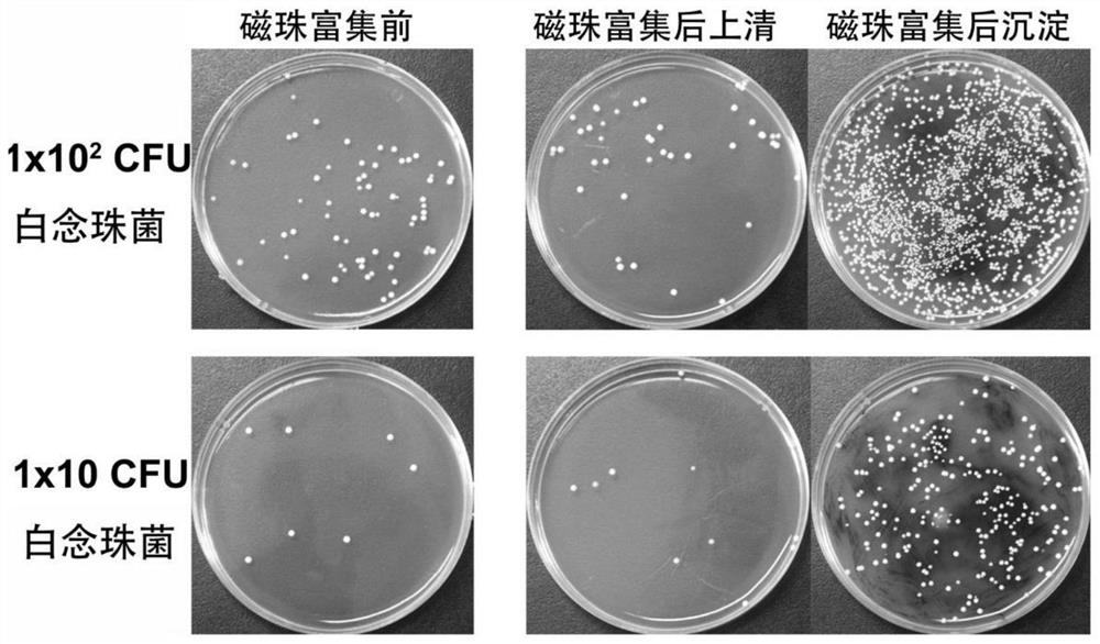 A kind of fungus detection kit and its application