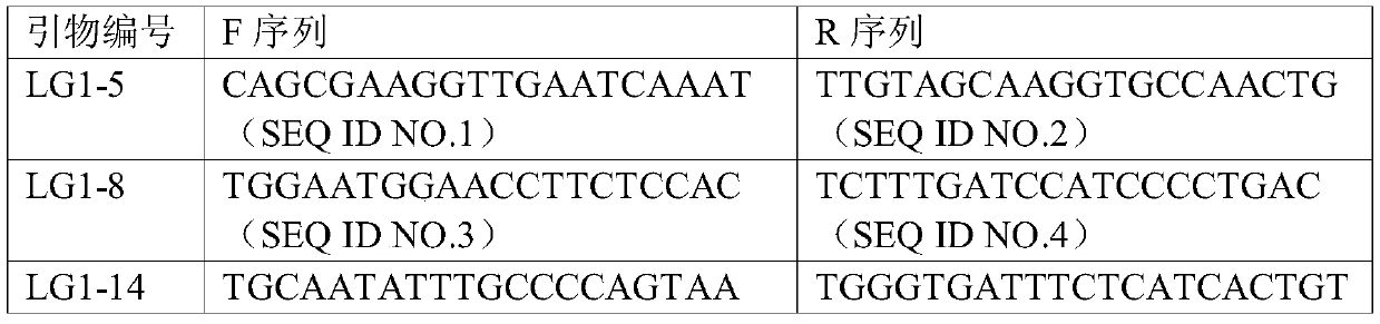 A group of lotus root indel molecular markers, its development method and application