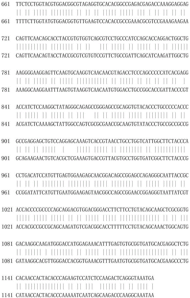 A kind of recombinant porcine interferon beta 1-fc fusion protein and its coding gene and expression method