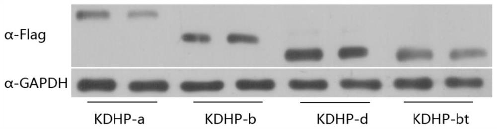 A kind of circular RNA knockdown method and its application