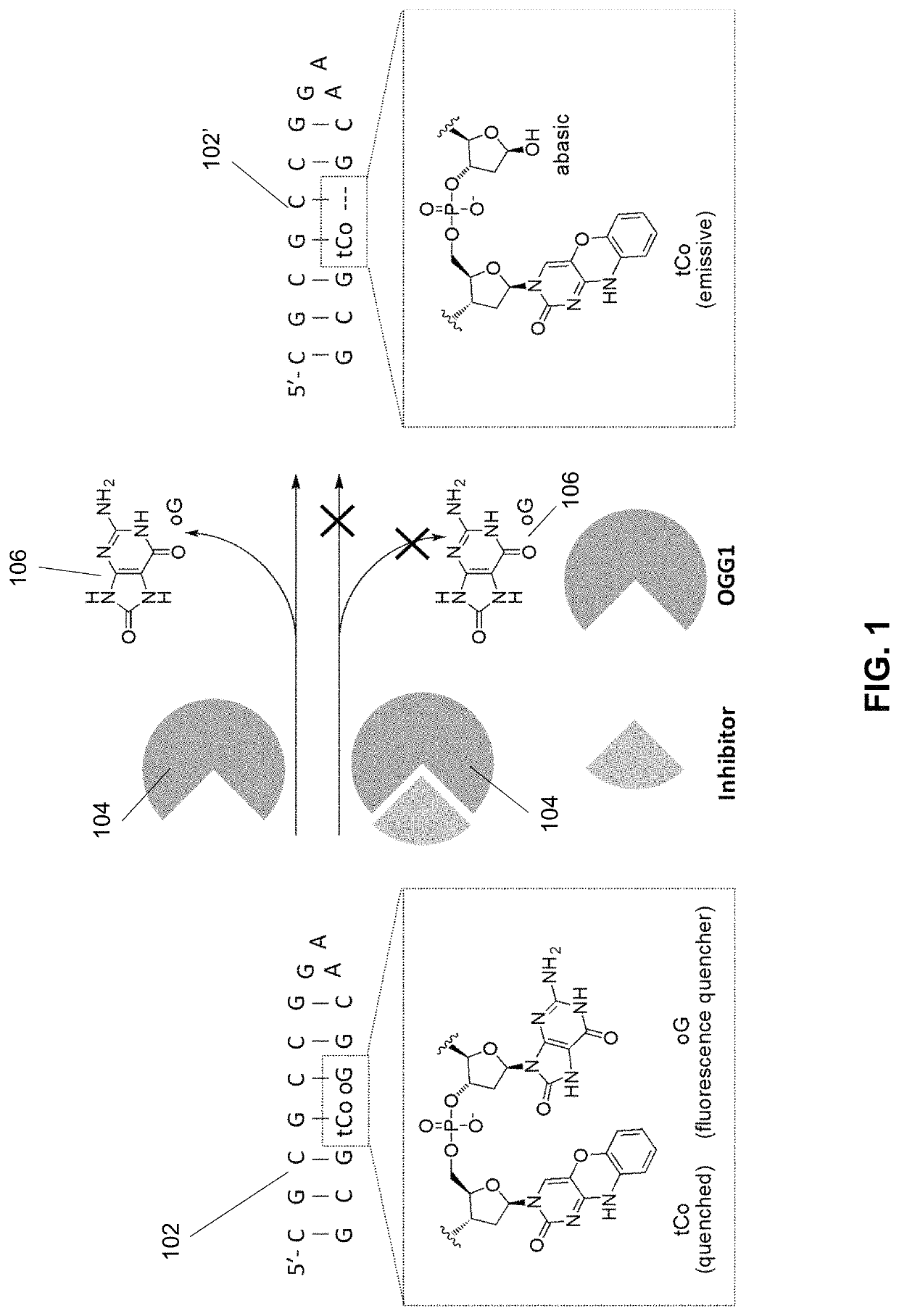 Substituted 1,2,3,4-tetrahydroquinolines as inhibitors of repair enzyme 8-oxoguanine deoxyribonucleic acid glycosylase activity