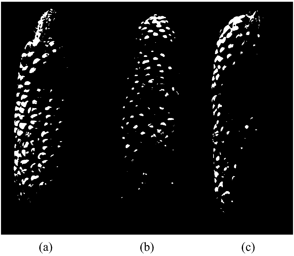 Field identification method for evaluating aspergillus flavus infection resistance of corn