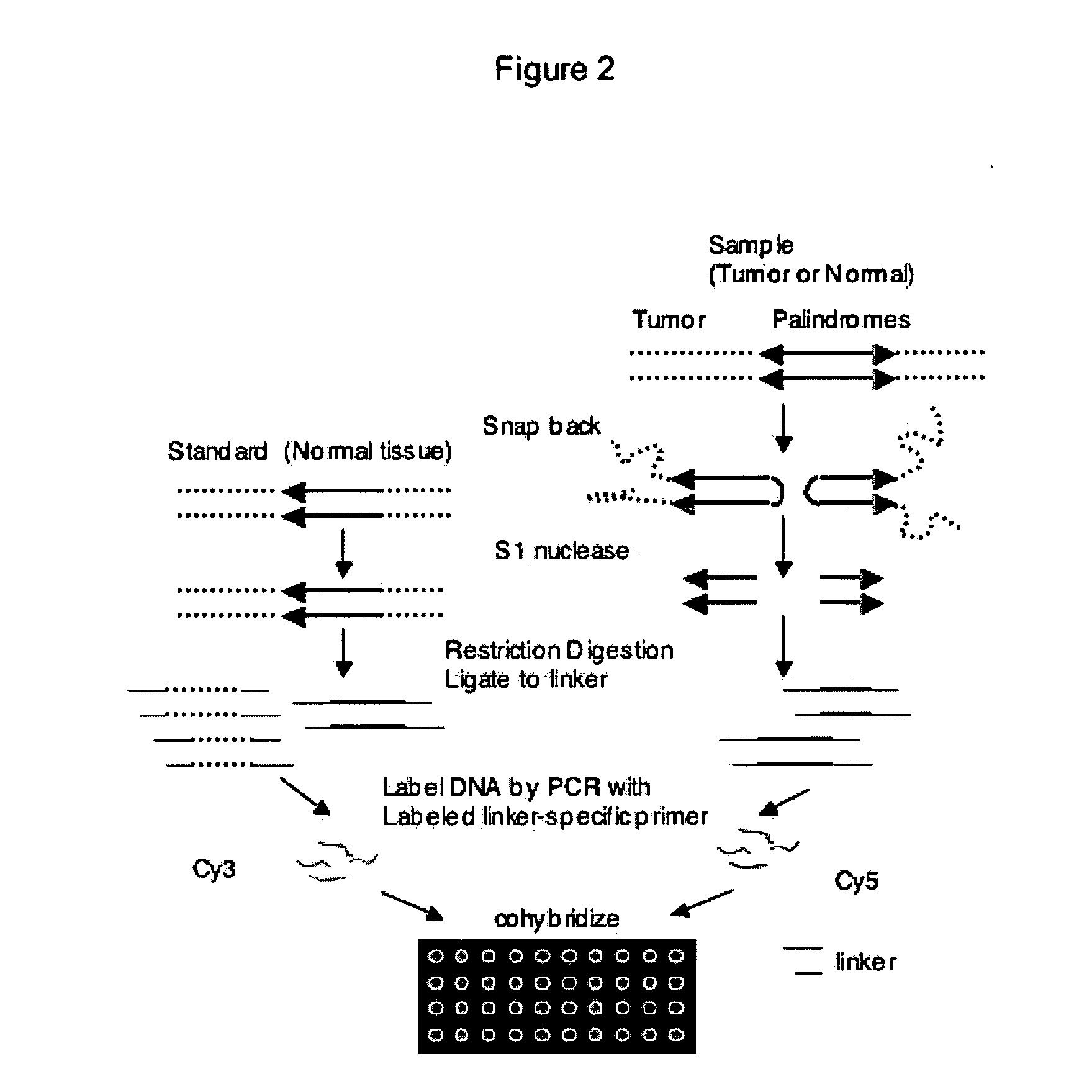 Method for genome-wide analysis of palindrome formation and uses thereof