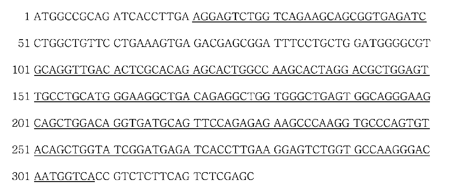 Primers for diagnosing ankylosing spondylitis, and method for diagnosing ankylosing spondylitis using the same