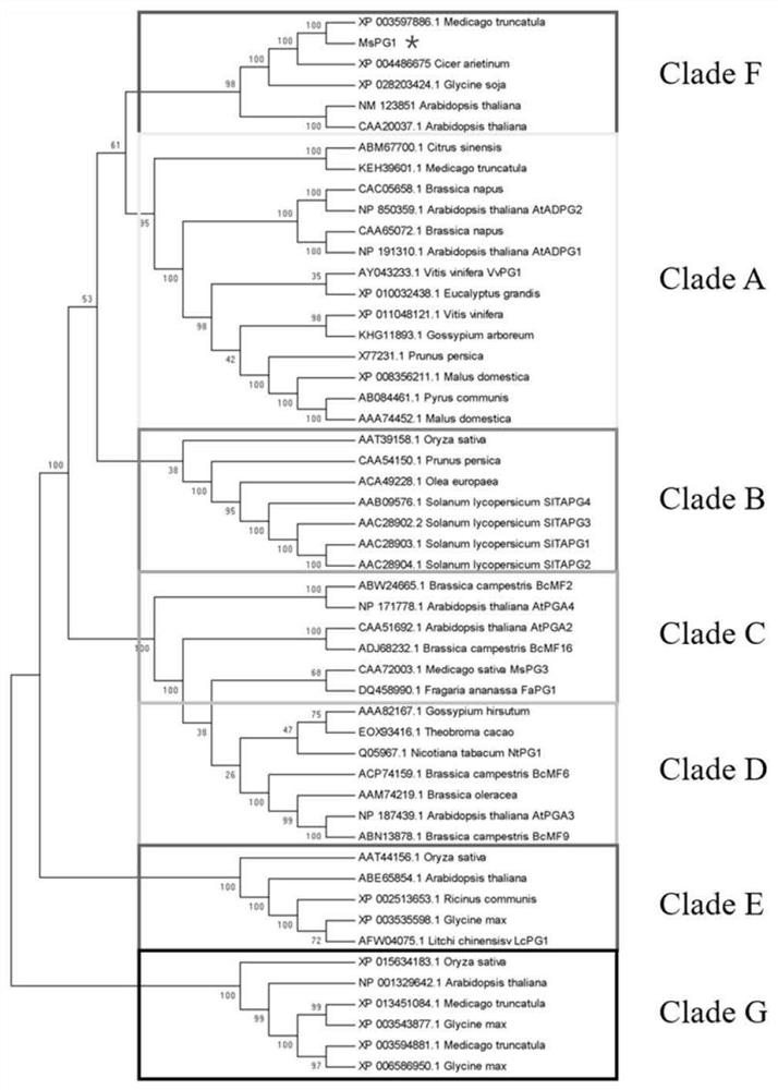 A kind of alfalfa wl525 polygalacturonase mspg1 and its coding gene and application