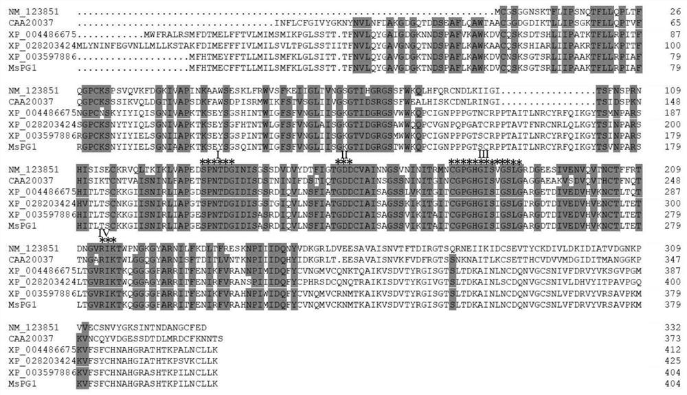 A kind of alfalfa wl525 polygalacturonase mspg1 and its coding gene and application