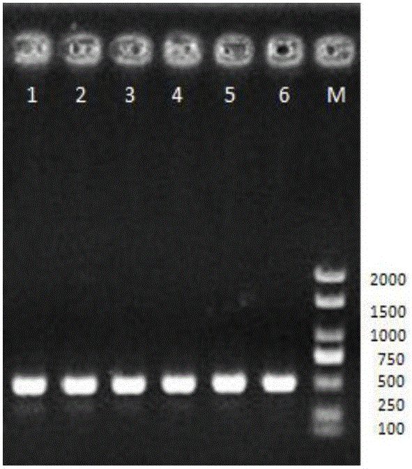 Aeromonas sobria specific primer and application thereof in turbot cultivation process