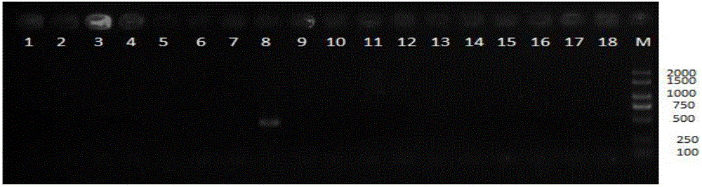 Aeromonas sobria specific primer and application thereof in turbot cultivation process