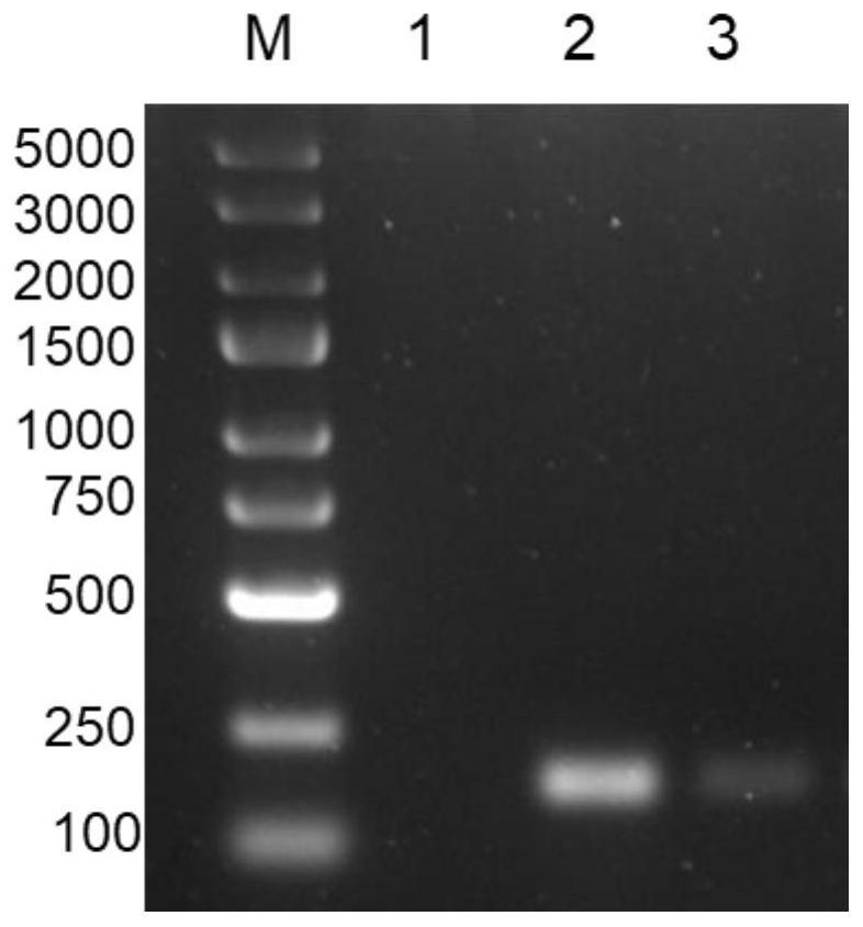 Preparation and application of virus-like particle based on African swine fever virus P30 and P72 proteins