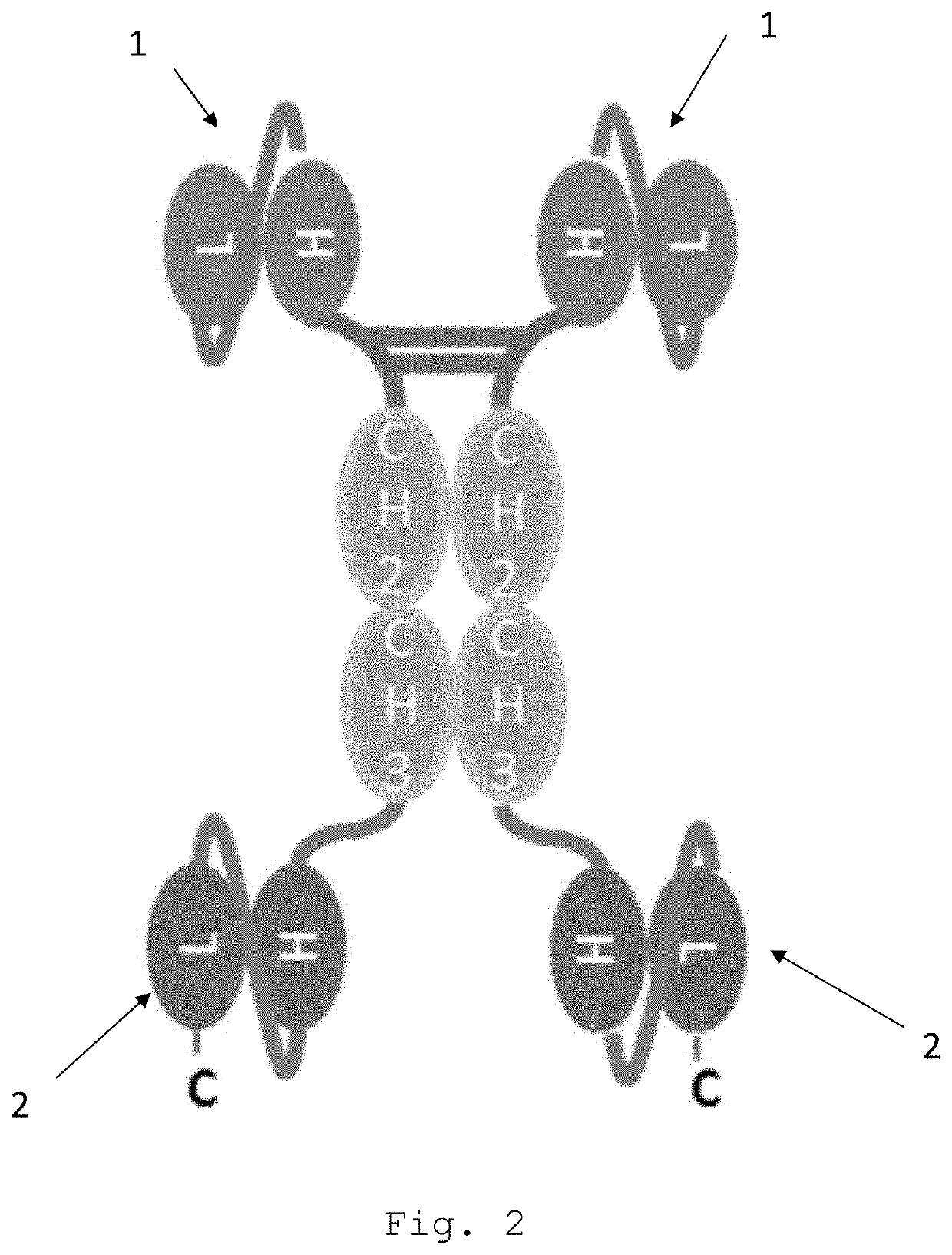 Bispecific egfr/cd16 antigen-binding protein