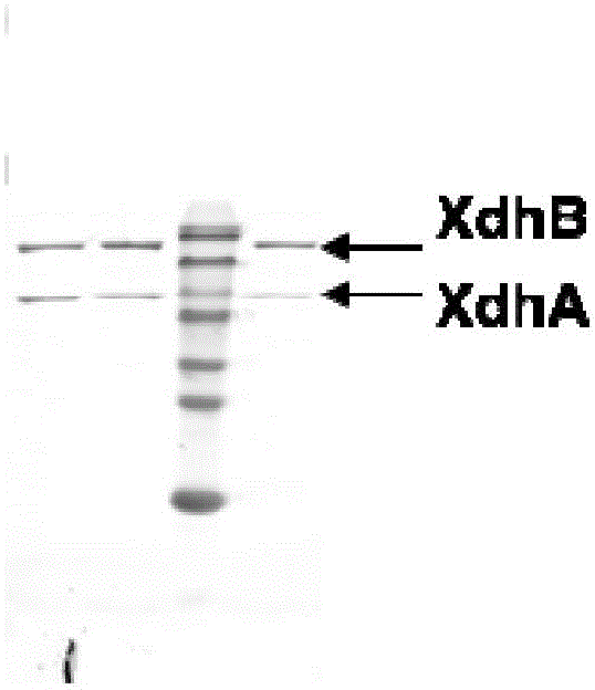 Xanthine dehydrogenase, and coding gene thereof and application