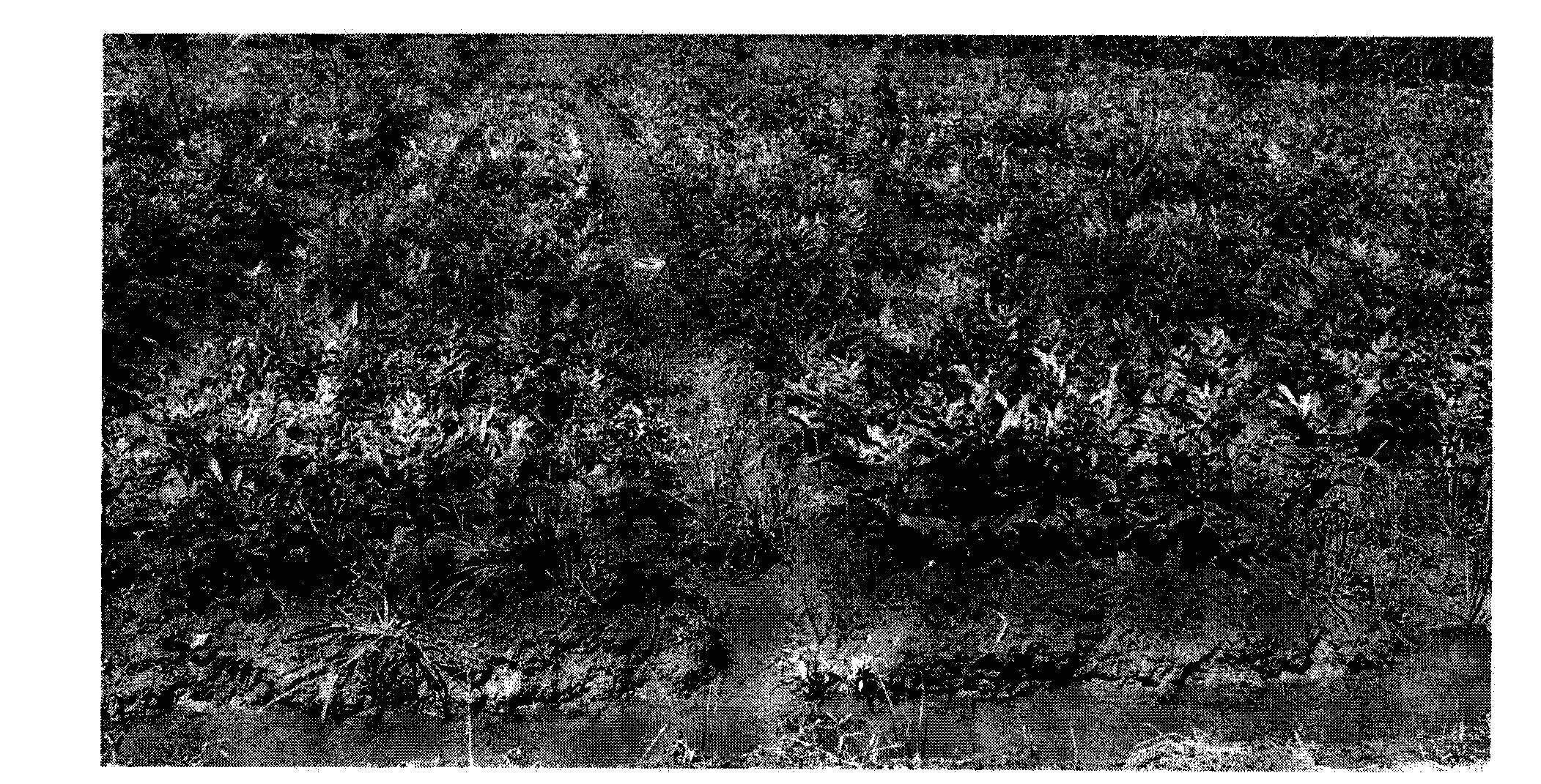 Seedling growing method of apocarya