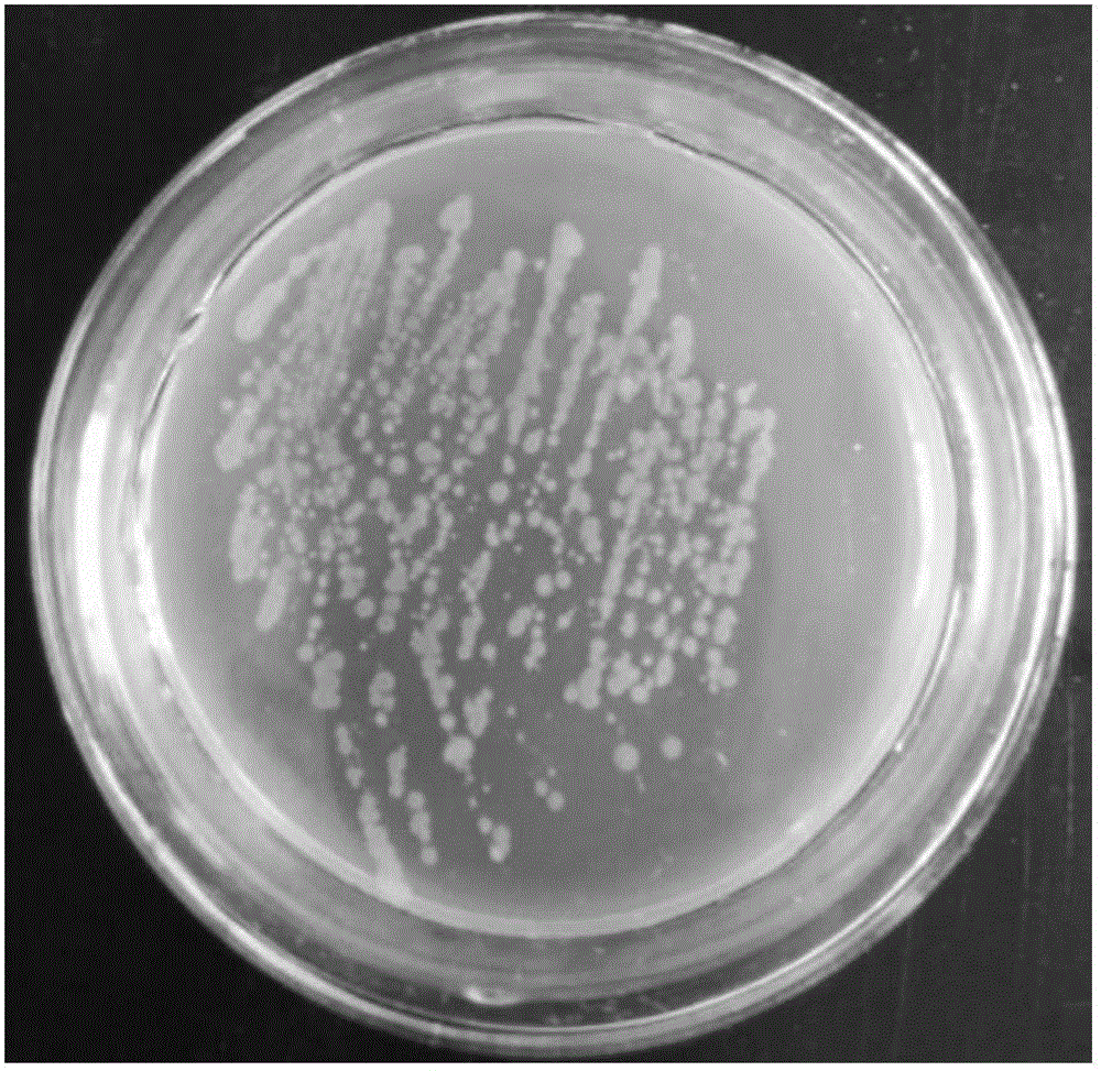Bacillus subtilis and application thereof to kitchen wastes