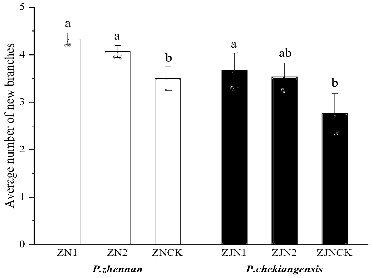 Method for increasing transplanting survival rate of bare-rooted seedlings of phoebe zhennan