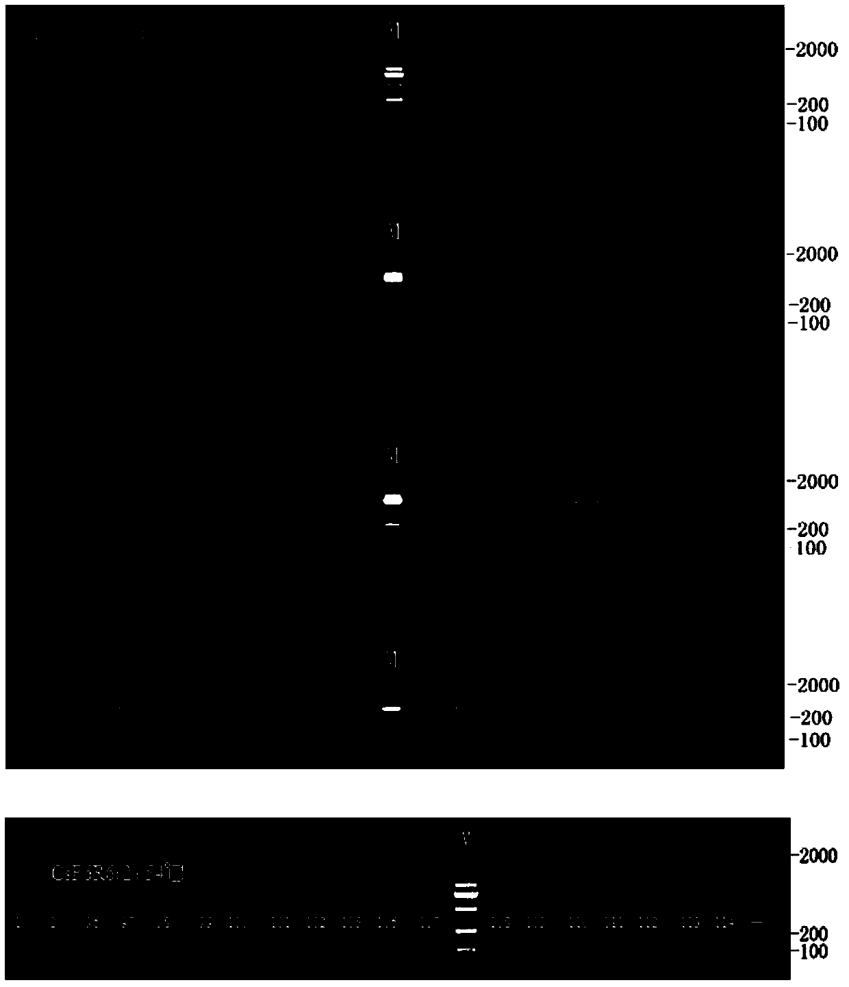Primer pair and reagent kit for detecting coccinella septempunctata, and detection method thereof