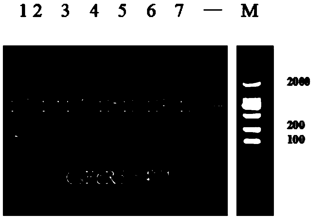 Primer pair and reagent kit for detecting coccinella septempunctata, and detection method thereof