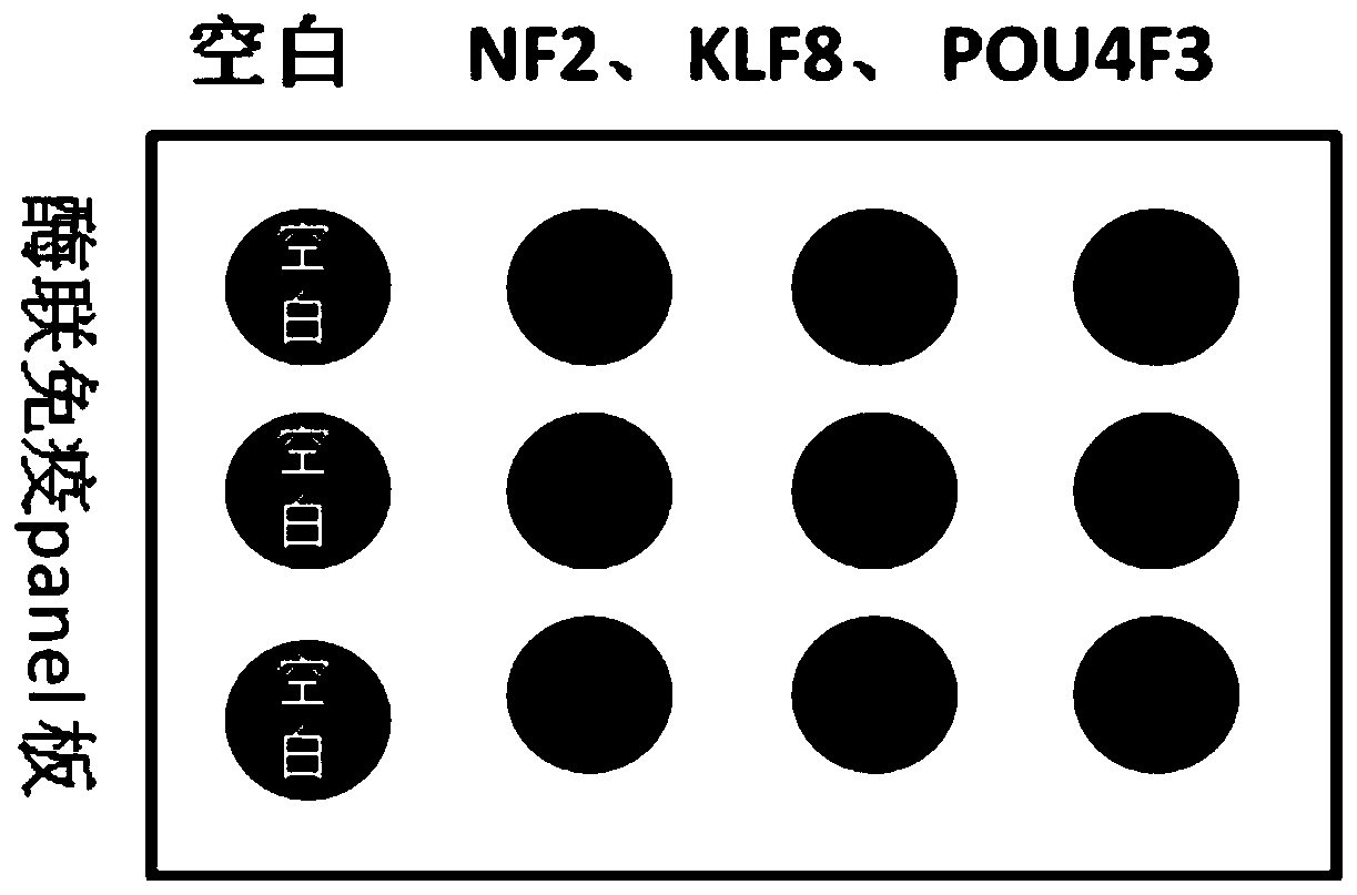 Lung Non-small Cell Carcinoma Early Specific Autoantibody Panel Diagnostic Kit