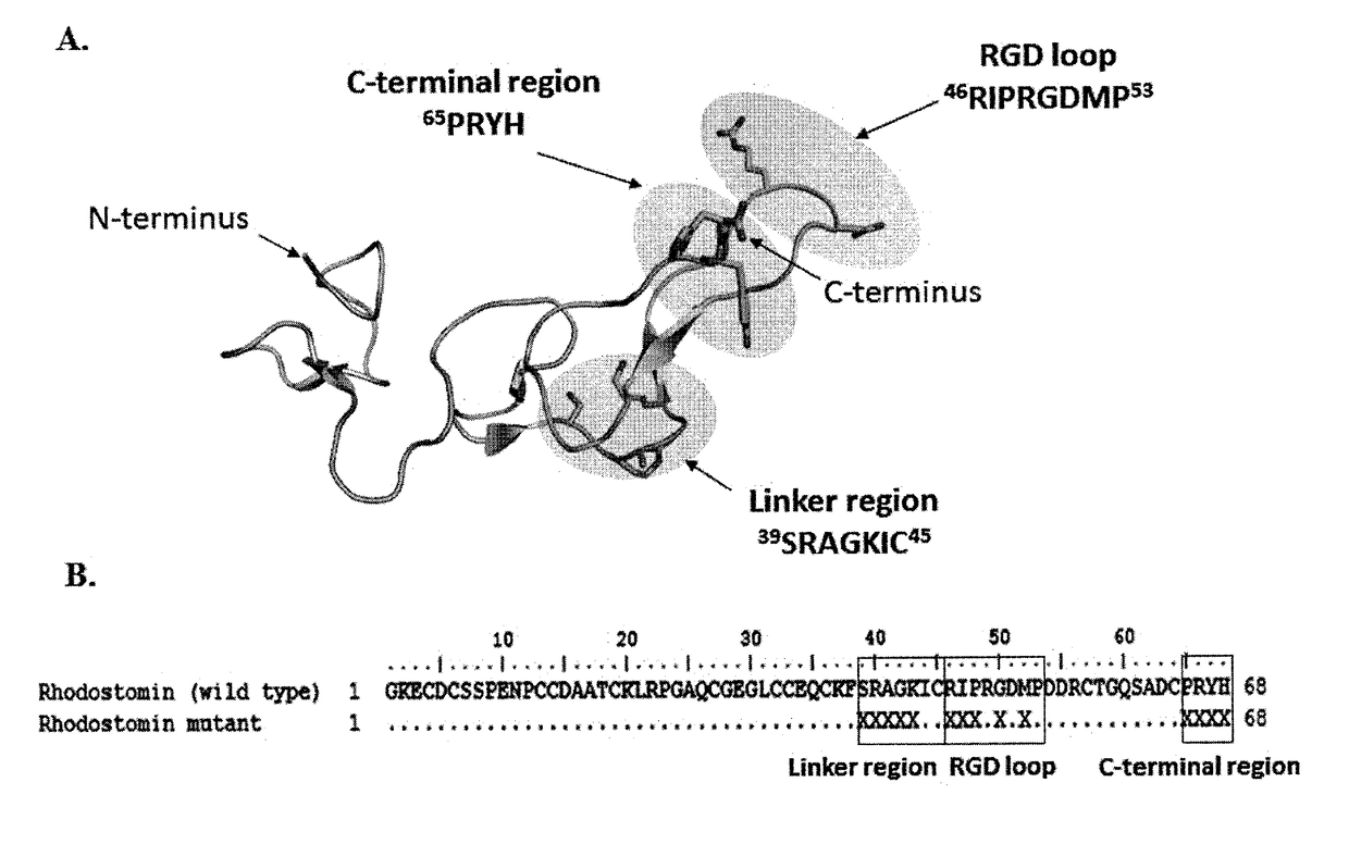 Disintegrin variants and pharmaceutical uses thereof