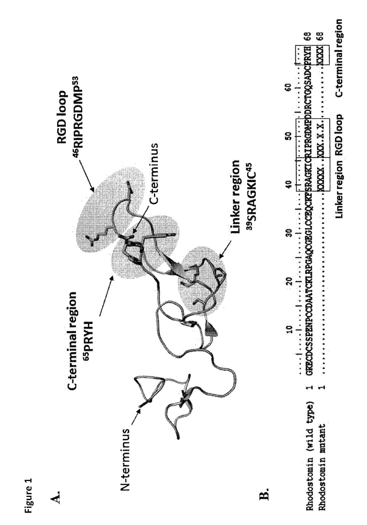 Disintegrin variants and pharmaceutical uses thereof