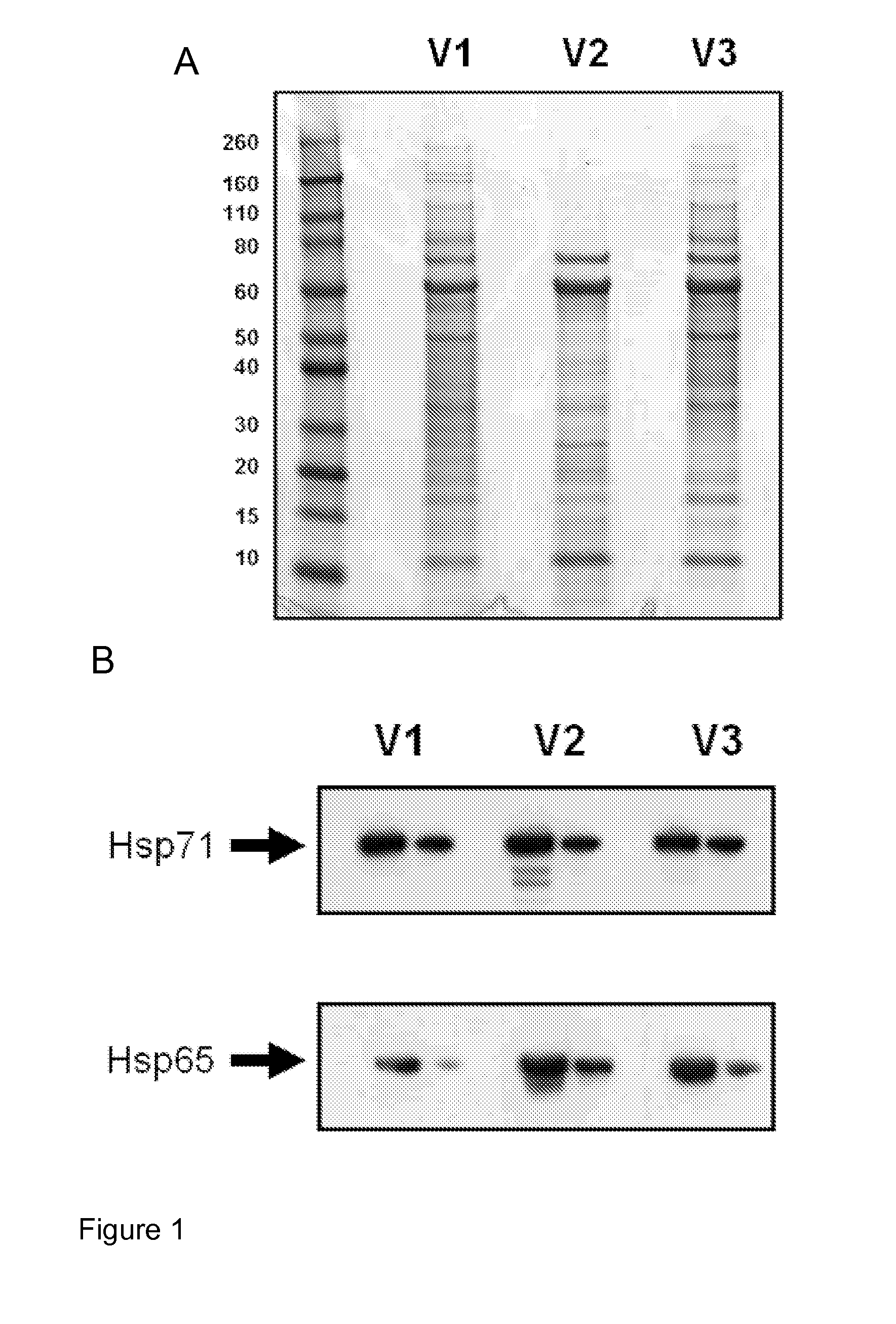 Method for the purification of protein complexes