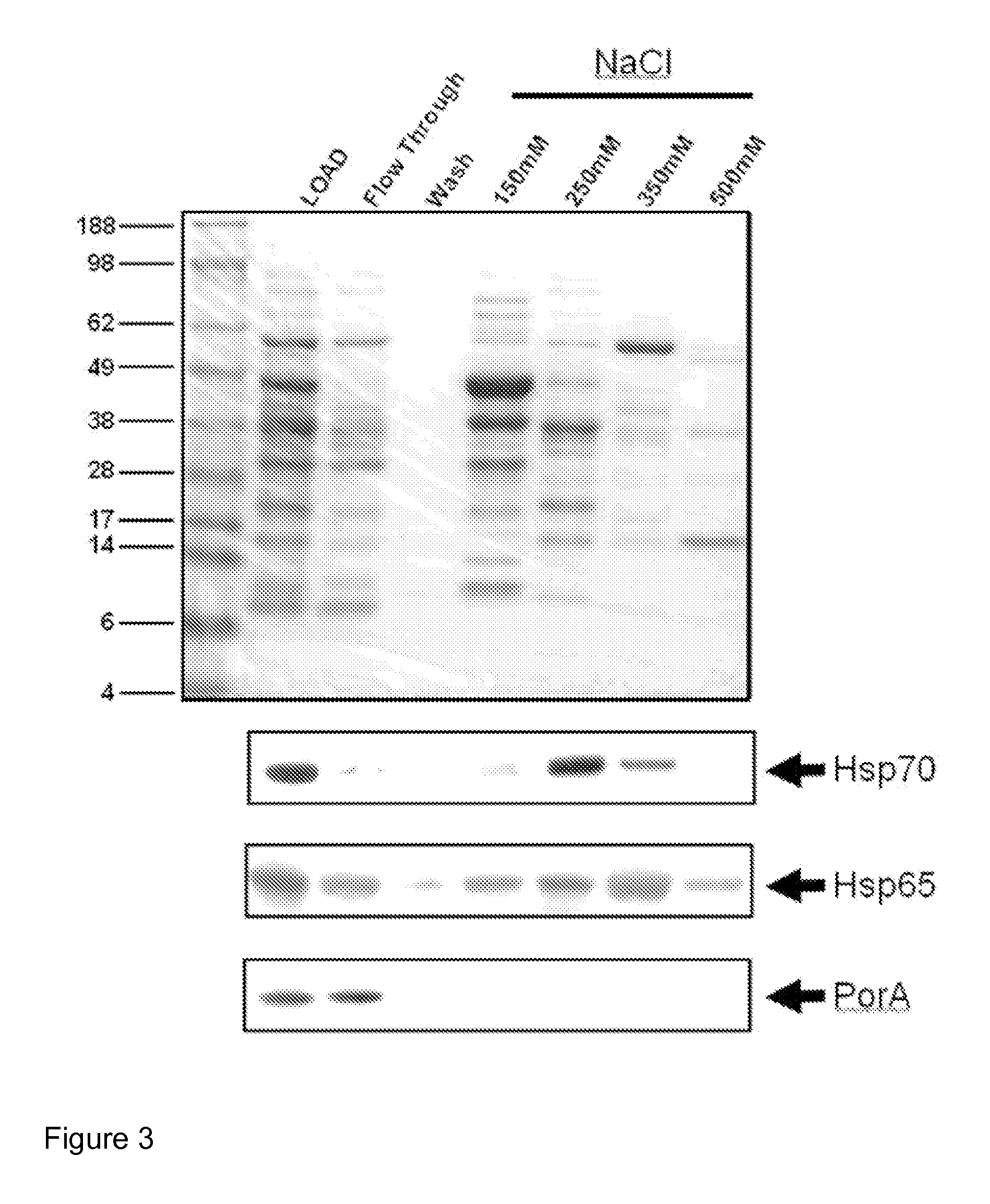 Method for the purification of protein complexes