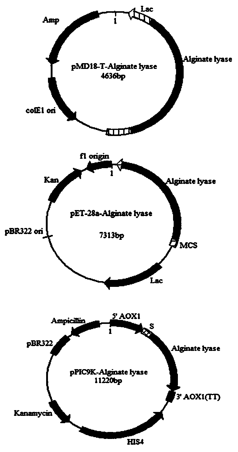 Alginate lyase and gene and application thereof