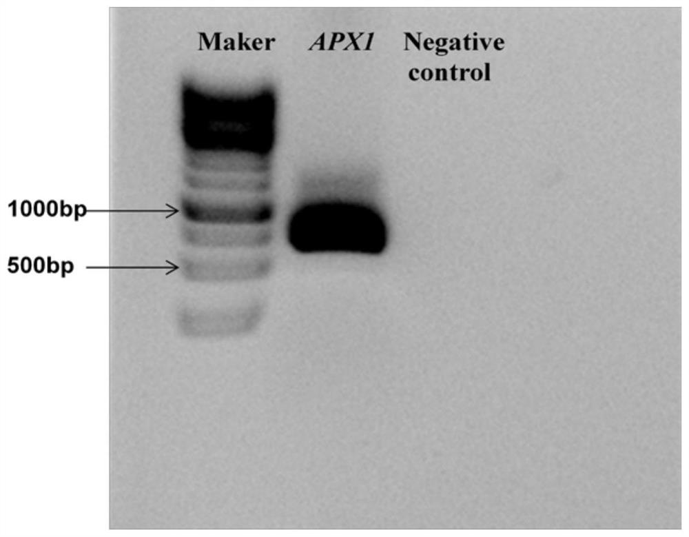 A gene apx1 that enhances plant resistance to lepidopteran pests and its application