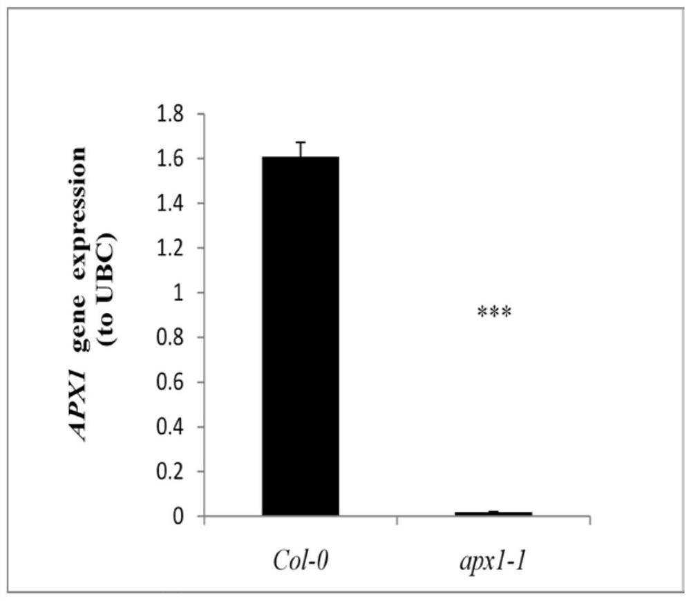 A gene apx1 that enhances plant resistance to lepidopteran pests and its application