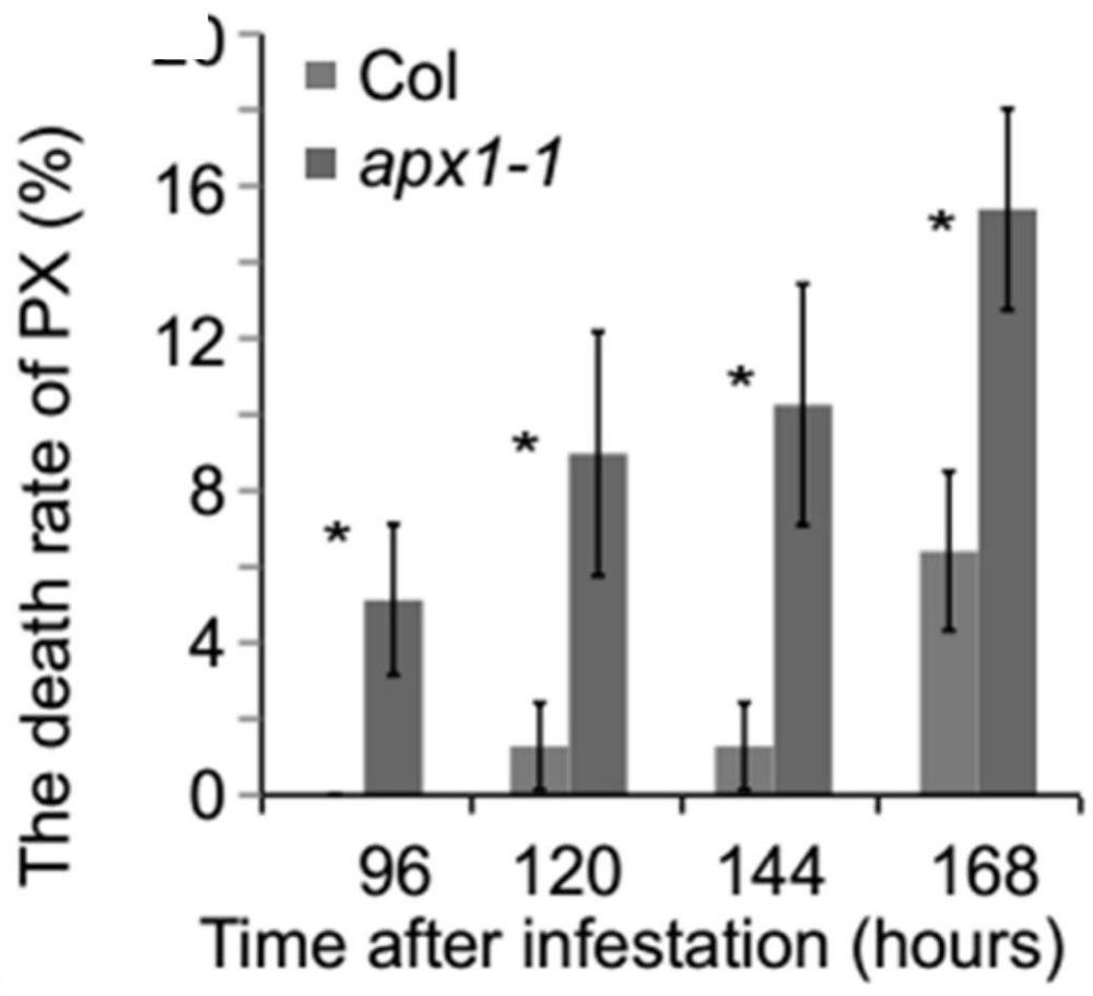 A gene apx1 that enhances plant resistance to lepidopteran pests and its application