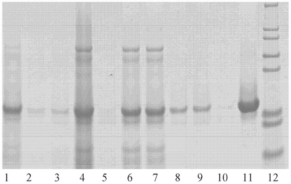 Virus and antigen purification and conjugation