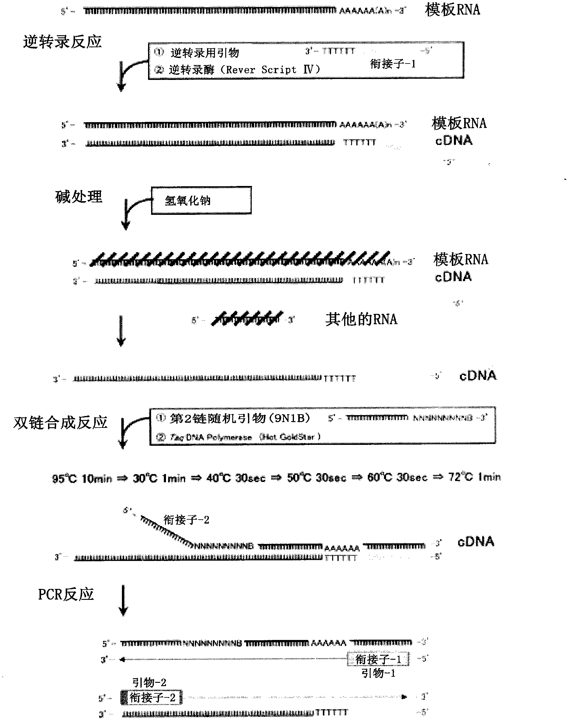 Method for synthesis of double-stranded DNA corresponding to RNA, and method for amplification of the DNA