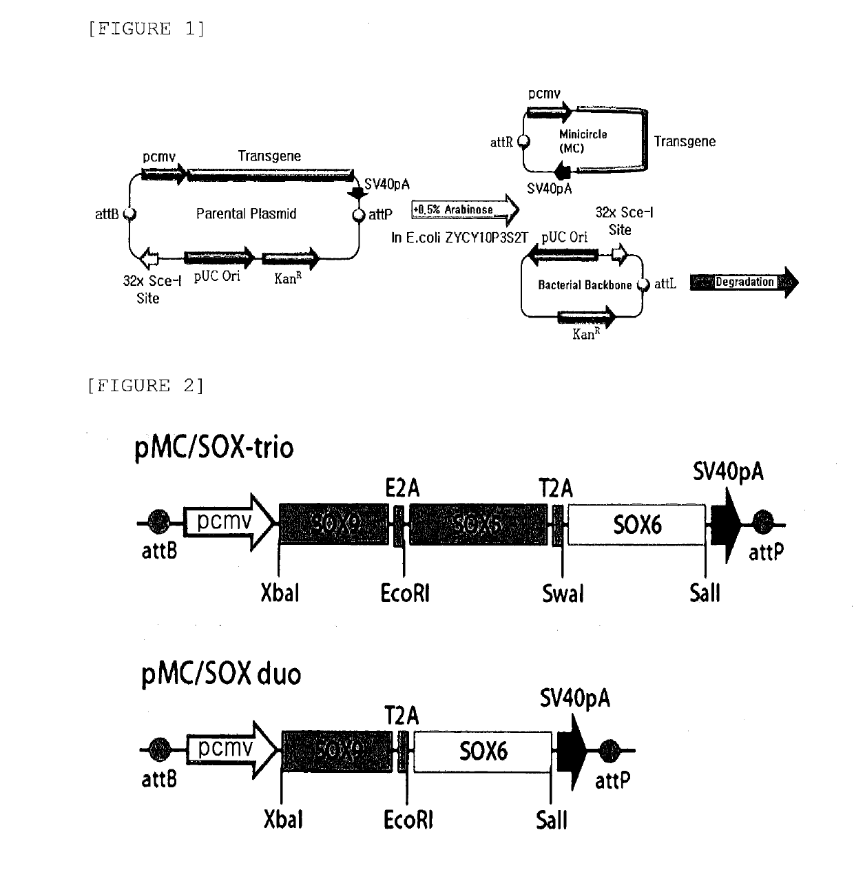 Nonviral minicircle vector carrying sox gene and construction method therefor