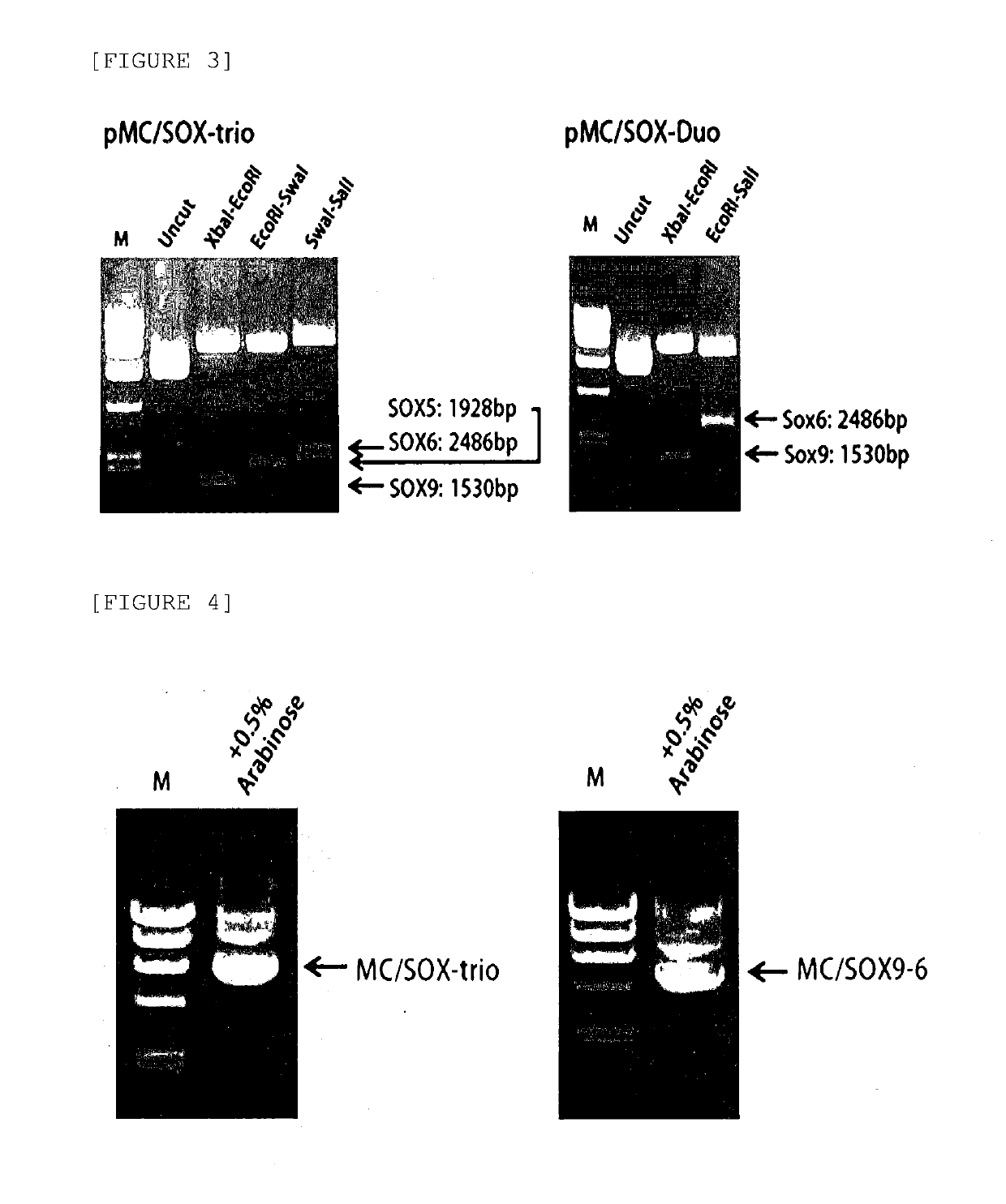 Nonviral minicircle vector carrying sox gene and construction method therefor