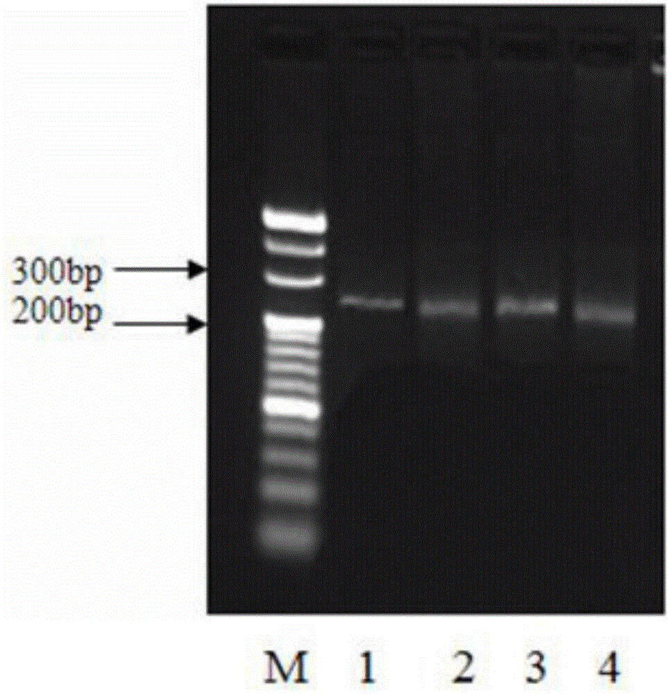 SNP locus of chicken NRAMP1 gene and obtaining method and application thereof