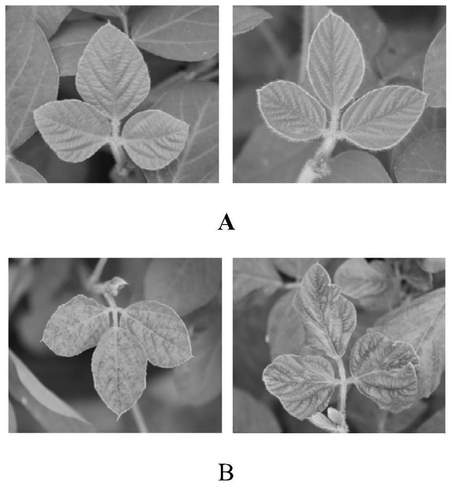 SSR marker CH0211 for identifying resistance of soybeans to soybean mosaic virus SC3 strain and detection method and application of SSR marker CH0211