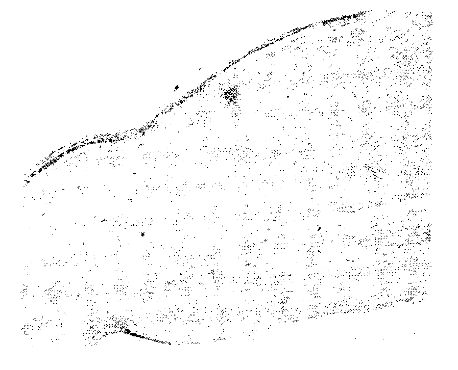 Method for preparing cornea lamina material