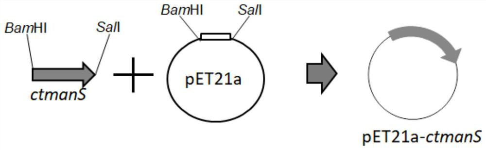 A kind of recombinant escherichia coli producing mannan and its application