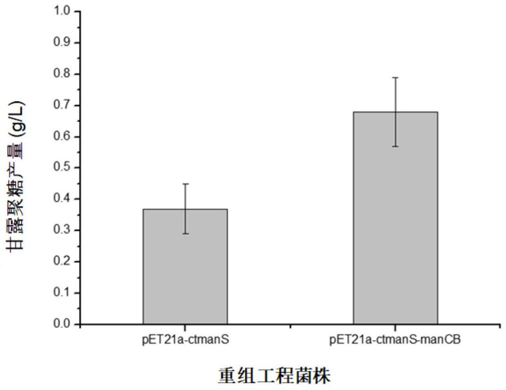 A kind of recombinant escherichia coli producing mannan and its application