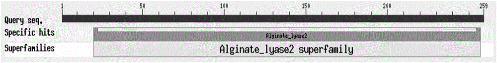 Truncated recombinant alginate lyase rAly1-T185N, and encoding gene and application thereof