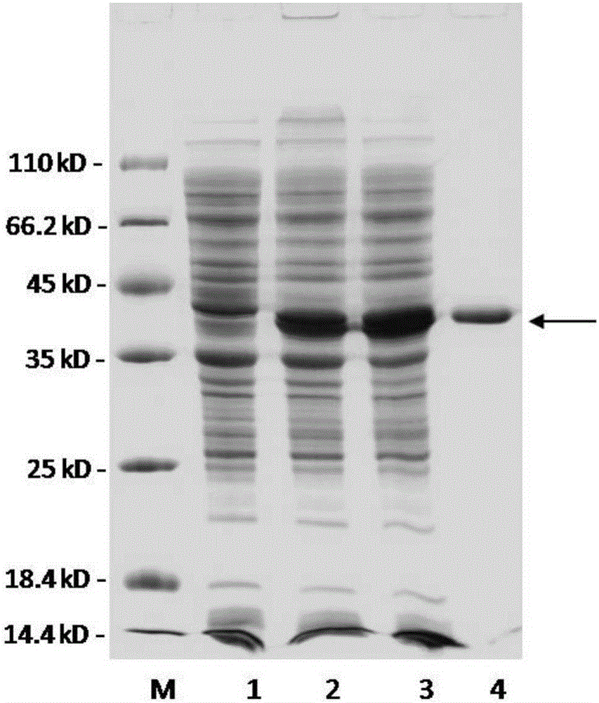 Truncated recombinant alginate lyase rAly1-T185N, and encoding gene and application thereof