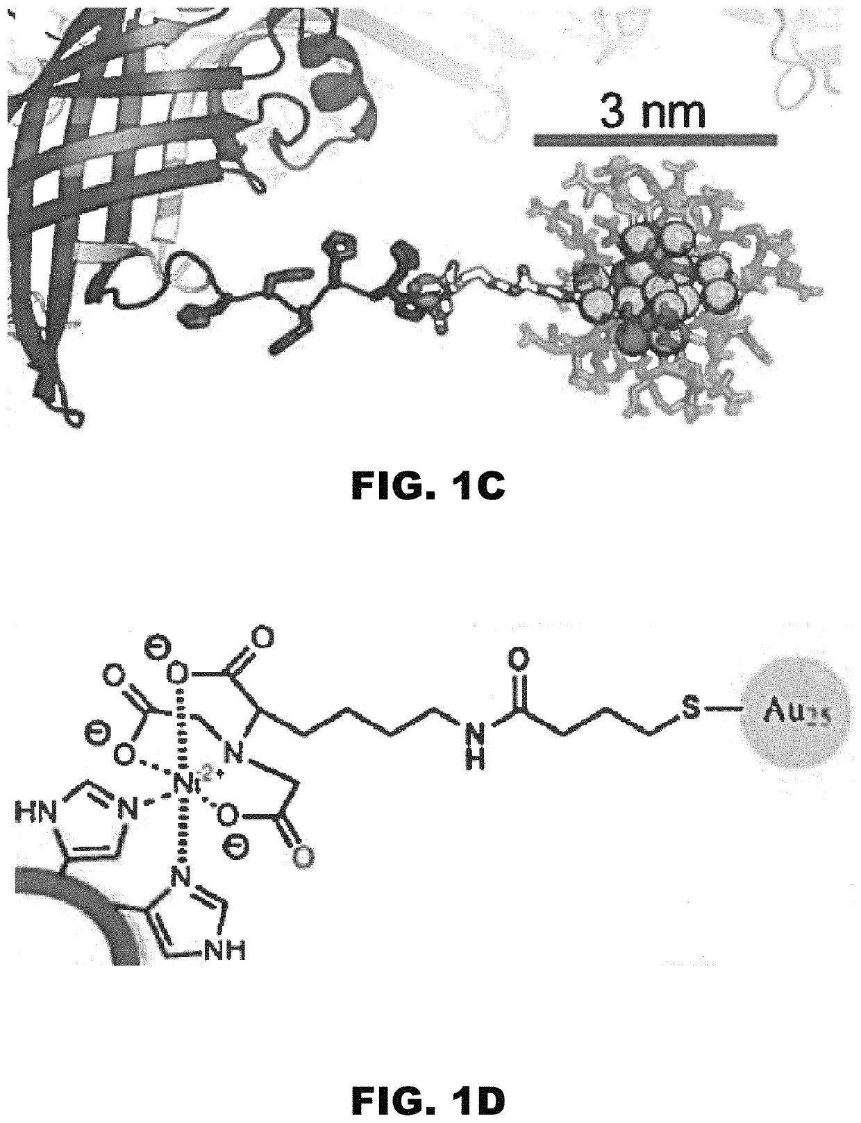Engineered programmable molecular scaffolds from porous protein crystals