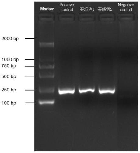 Traditional Chinese medicine bulbus fritillariae cirrhosae DNA extraction reagent and extraction method