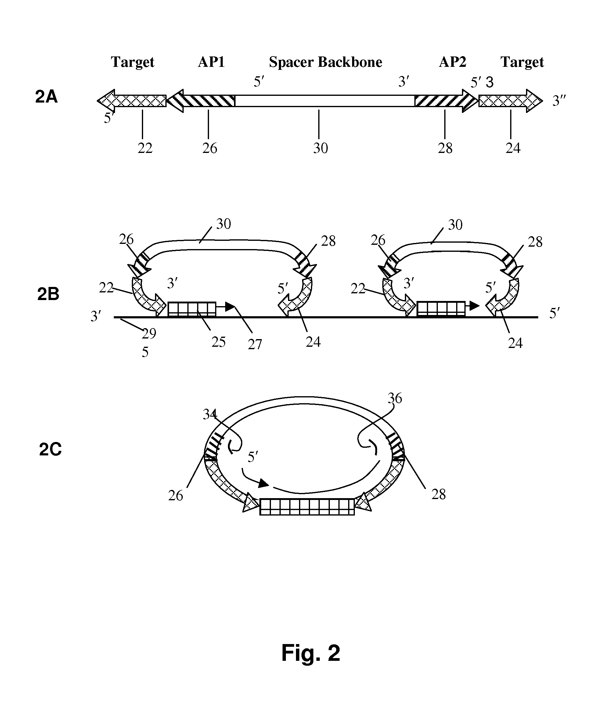 Method to produce single stranded DNA of defined length and sequence and DNA probes produced thereby