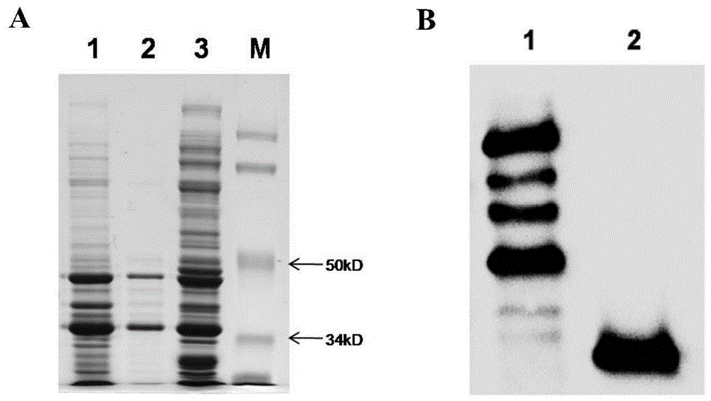 A kind of soluble protein of agv2 type circular virus vp3 and preparation method thereof